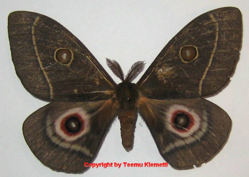 SATURNIIDAE World Homepage für den Saturniidenfreund